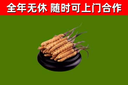 尖草坪回收散虫草