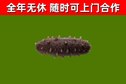 尖草坪回收海参干